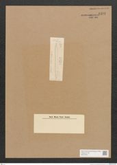 Diatomeae indet. Zeichnungen Sammlung Grunow Nr. 4491 (NHMW-BOT-W0372451)